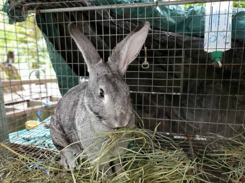 Specialized Breeding Programs