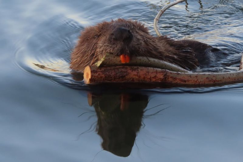 Specialized Lips For Underwater Eating