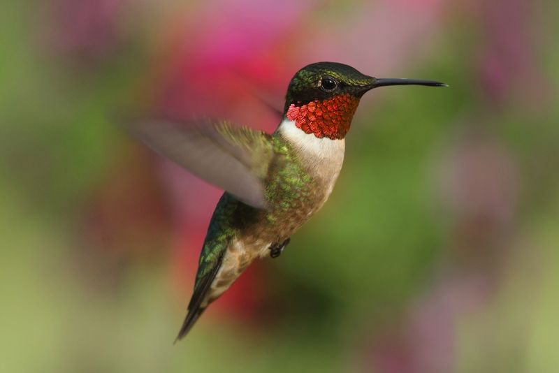 Offer Multiple Feeders In Different Spots