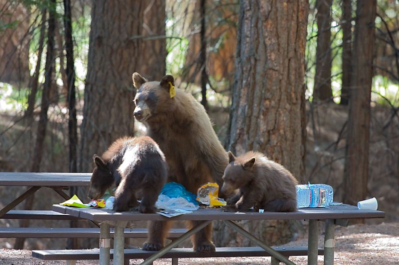 Don't Leave Trash Or Food Remnants Behind