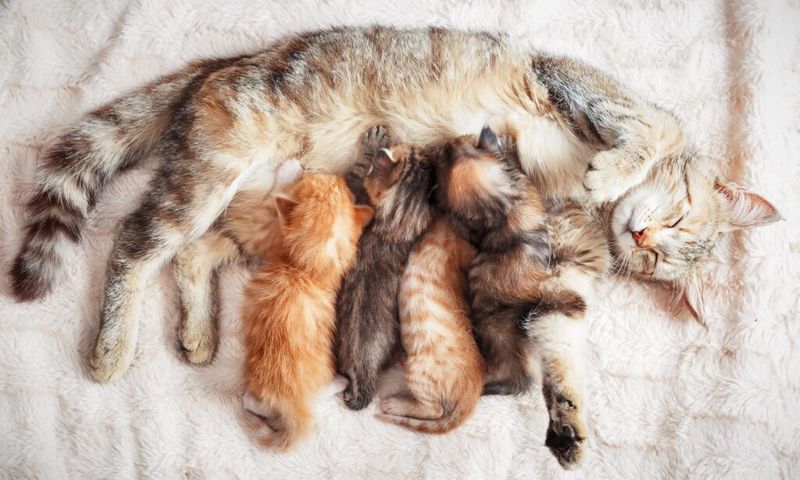 Prepare For Post-Birth Care