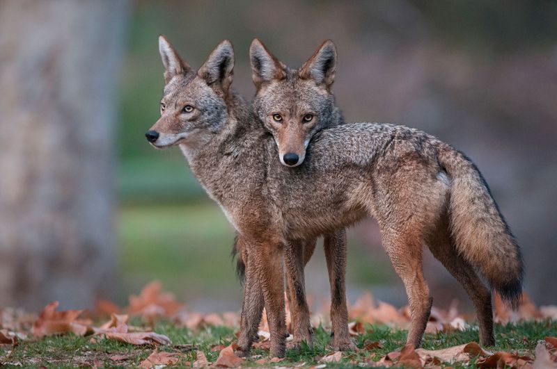 Cunning Coyotes Take Over