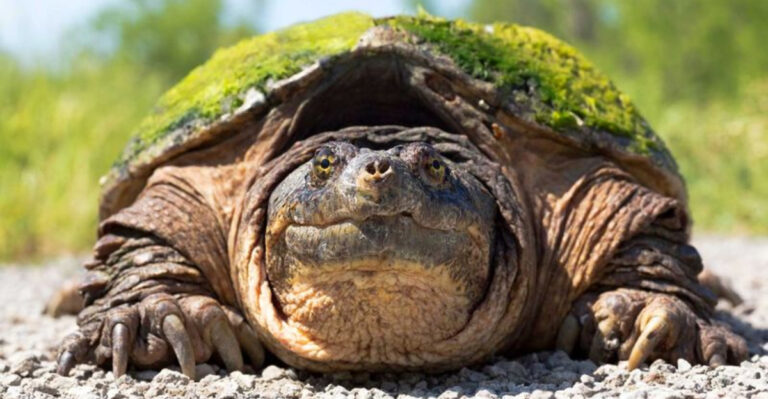 Watch Out Europe: 12 North American Species That Could Wipe Out Local Habitats