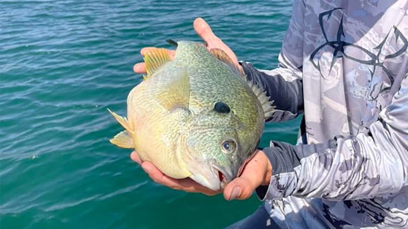 Wade Slowly Or Fish From The Bank