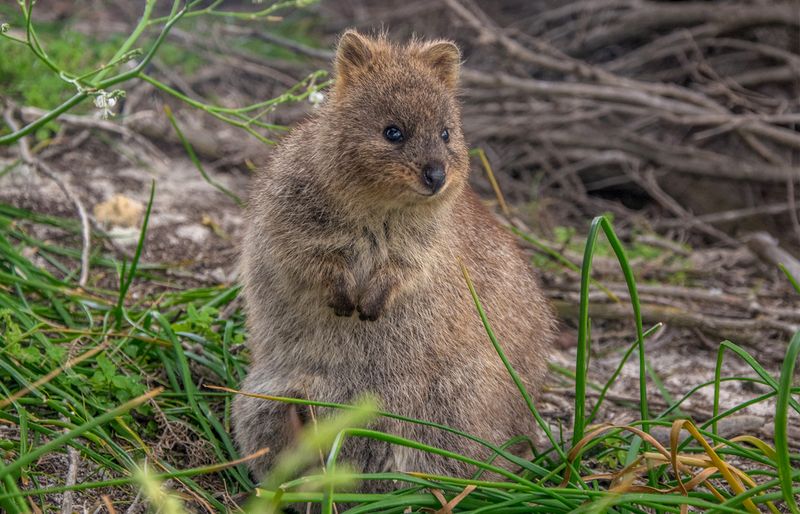 Vulnerable Conservation Status