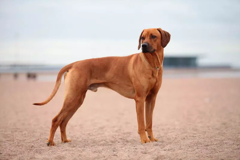 Desert Trackers: Rhodesian Ridgebacks