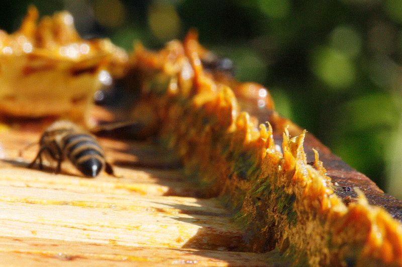 Propolis Protection