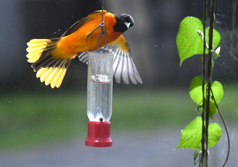 Nectar Feeders: Hummingbird Stations With a Twist
