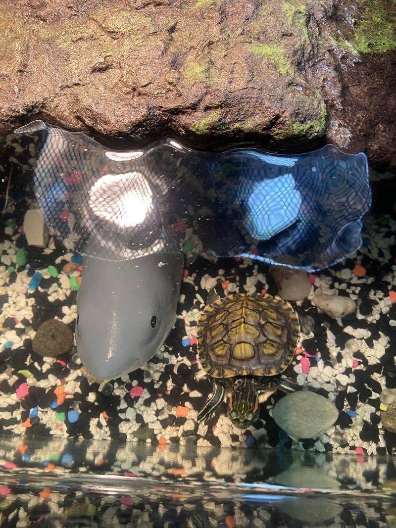 Substrate