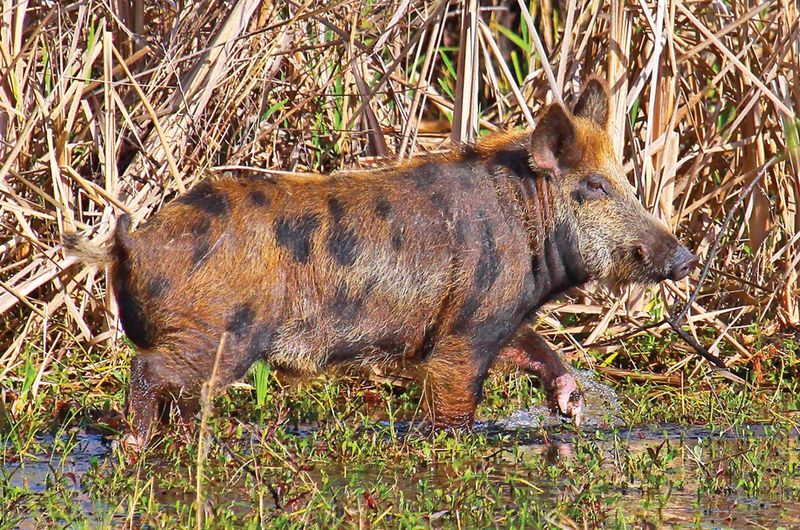 Wild Boar