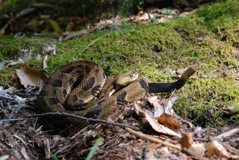 Timber Rattlers: Forest Phantoms