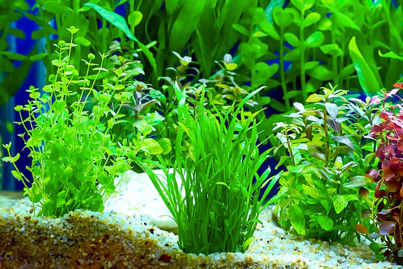 Aquatic Plants
