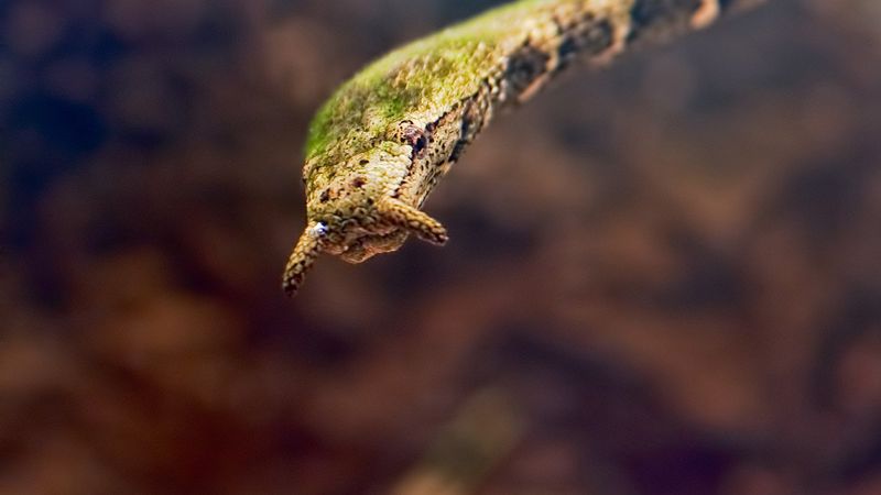 Tentacled Snake