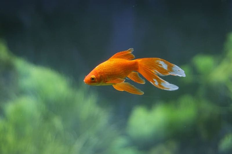 Temperature Affects Lifespan