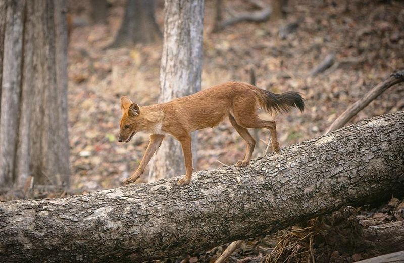 Dholes' Surprising Intelligence