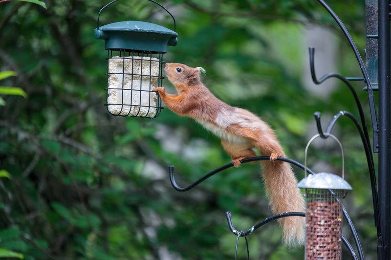 Squirrel-Proof Design