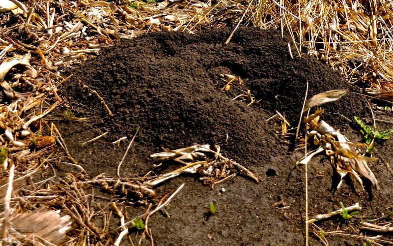 Compost: Gardener's Gold, Gopher's Feast