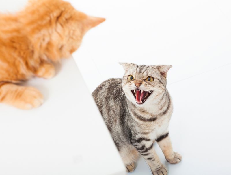 Other Cats Create Territorial Anxiety