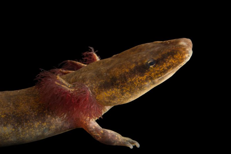Black Warrior Waterdog