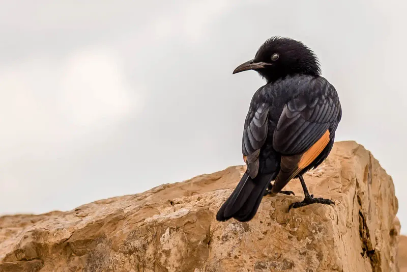 Tristram's Starling