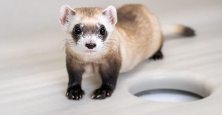 Ways Captive Breeding Programs Are Rescuing The Black-Footed Ferret