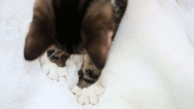 Paws Of Pure Trust