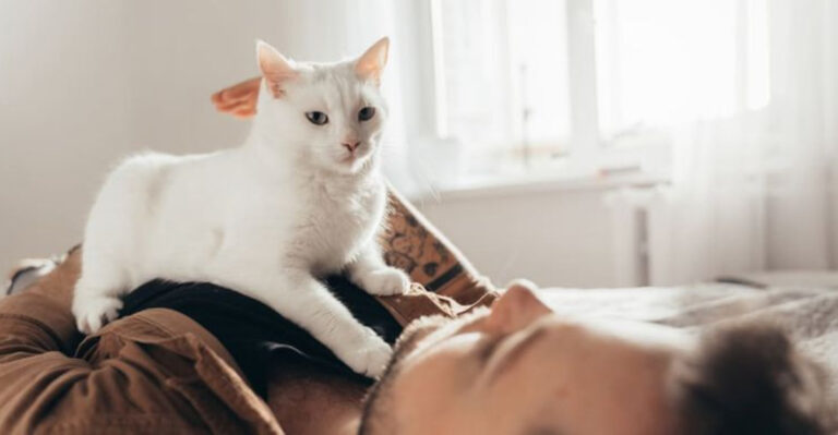 We Know Why Cats Knead, But Here’s Why We Love It So Much