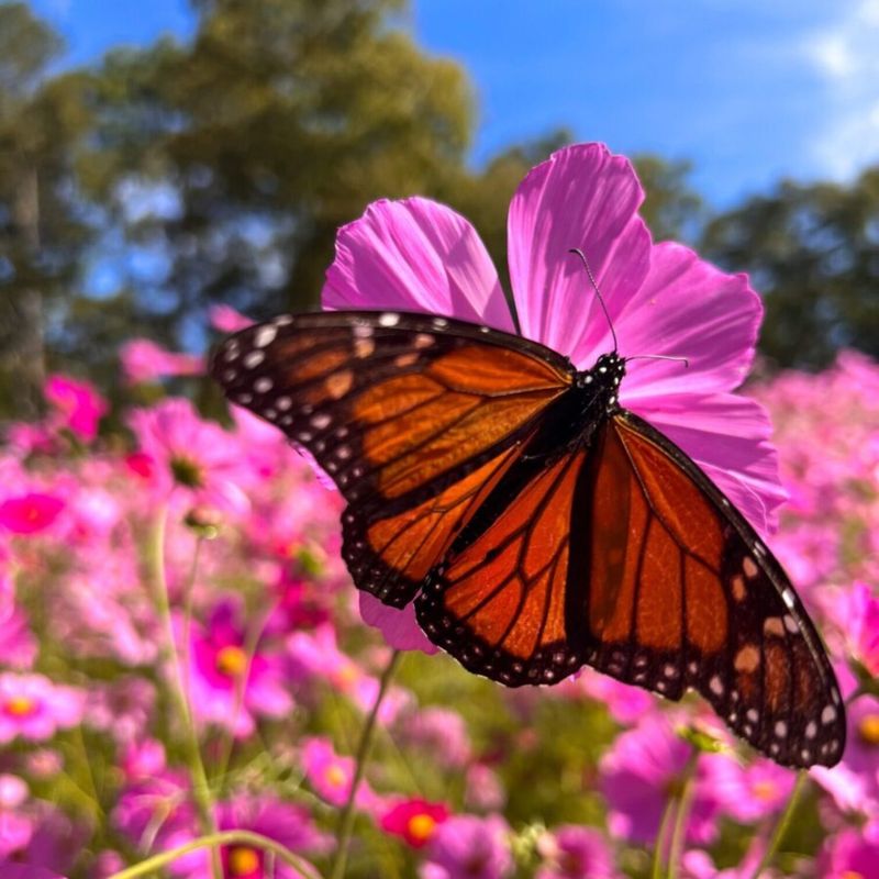 Open Habitats Provide Best Butterfly Viewing
