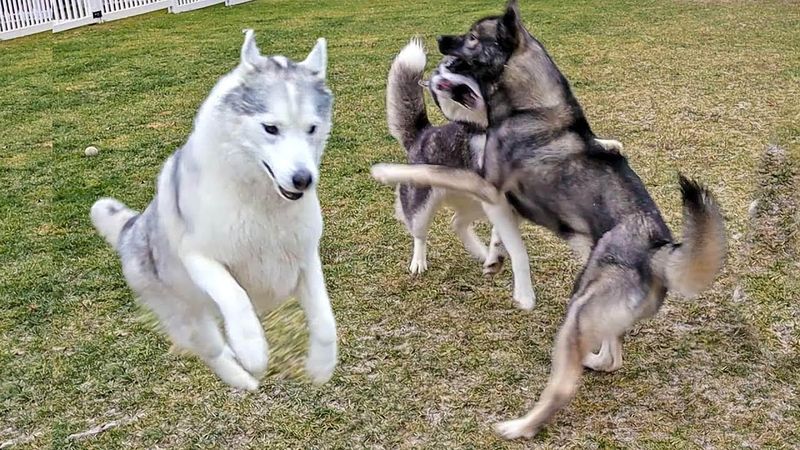 Spontaneous Zoomies