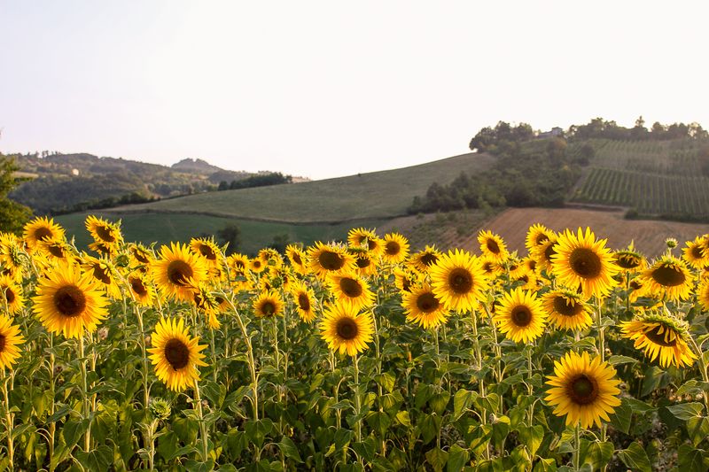Endless Fields Of One Crop