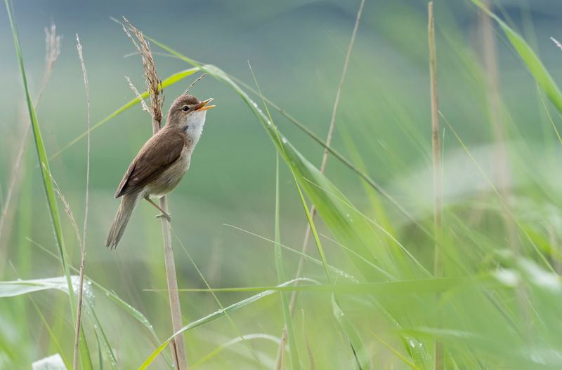 Magnetic-Field Navigating Birds