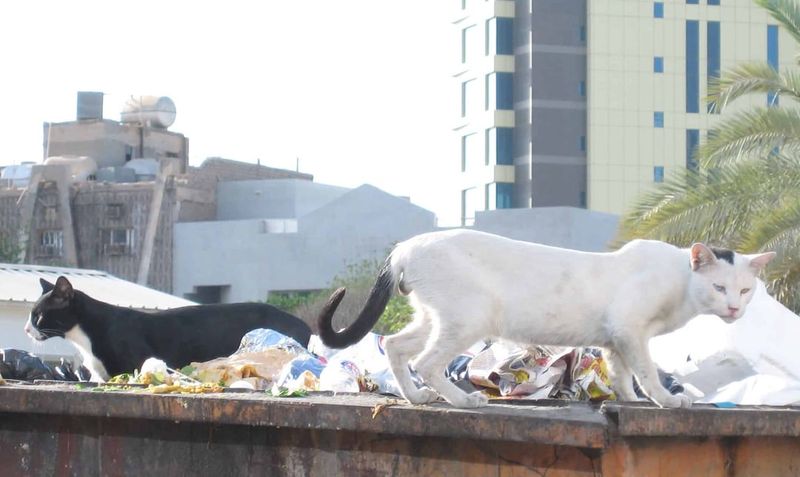 Dumpster Diving Champions