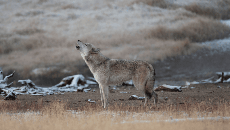 Stress Indicators In Wolf Vocalizations Signal Environmental Changes