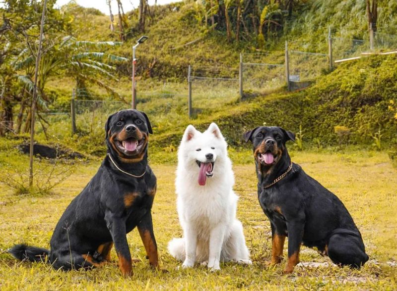 Other Pet Compatibility Considerations