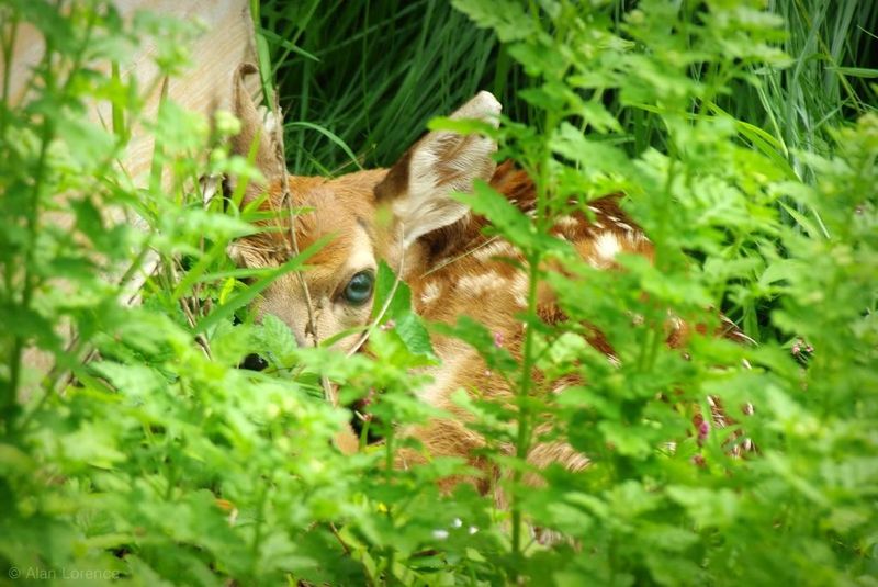 Camouflage And Hiding Techniques