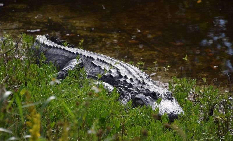 Lurking Beyond Legend: Alligators