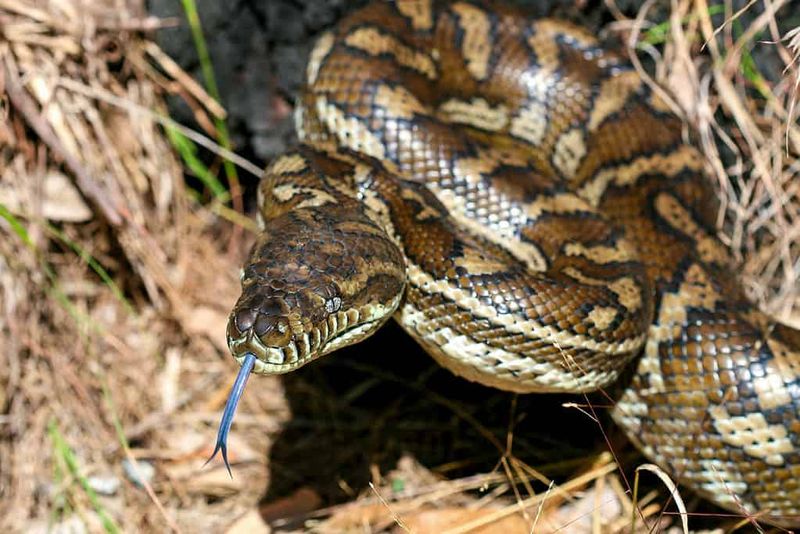 Carpet Pythons – Silent Strikers Of The Suburbs