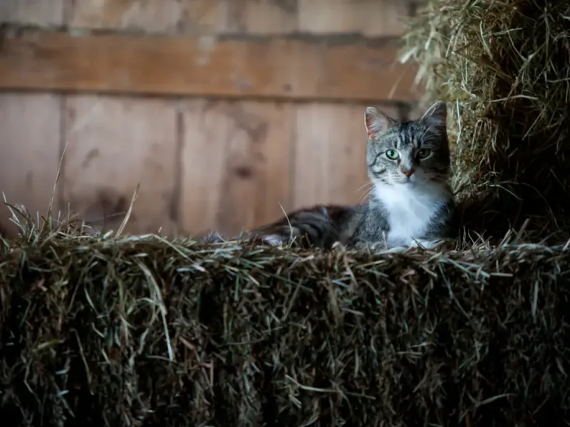 Midnight Mousers: Barn Cats