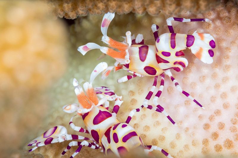 Harlequin Shrimp