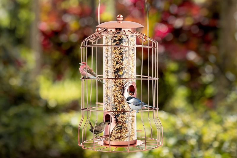Caged Feeders Keep Small Birds Safe