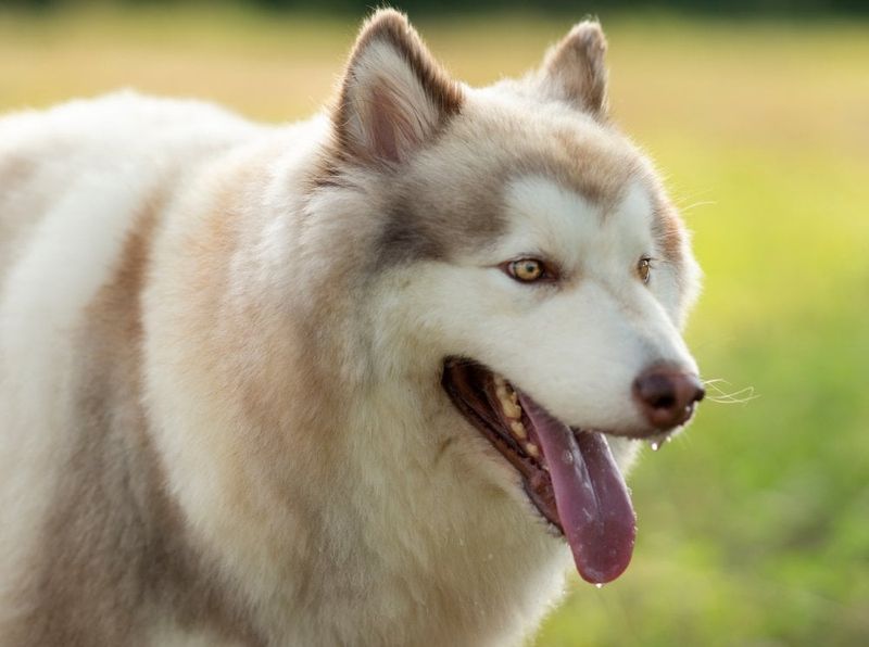Alaskan Malamute