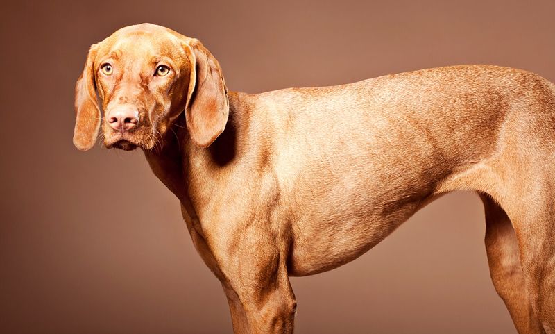 Vizsla