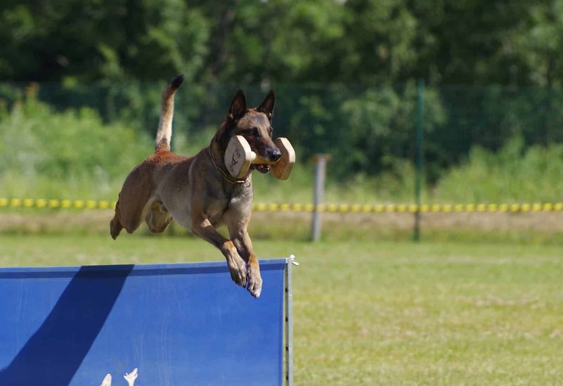 Belgian Malinois: The Tactical Fitness Expert
