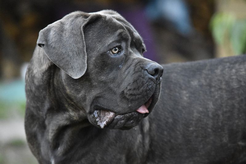 Cane Corso: The Gentle Giant With Guarding Instincts