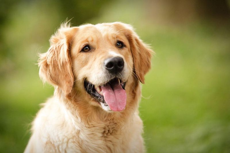Golden Retrievers Offer Unmatched Family Friendliness