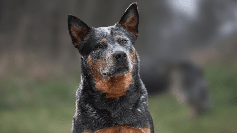 Australian Cattle Dogs: Hardwired Herders