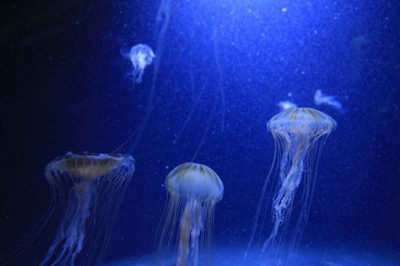 Ocean Drifters