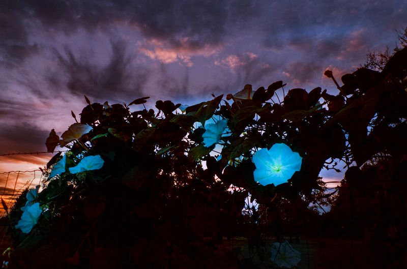 Plant Evening Bloomers