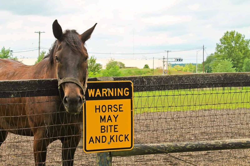 Working Horses Face Stressful Environments