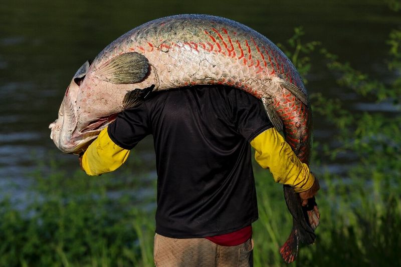 Arapaima: Amazon's Air-Breathing Goliath